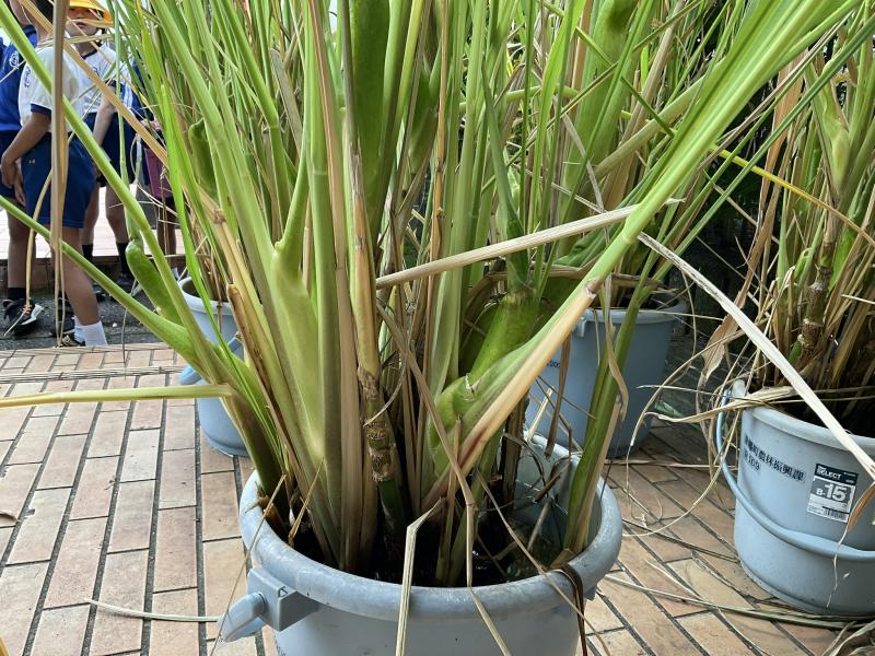 茎が太くなったまこも