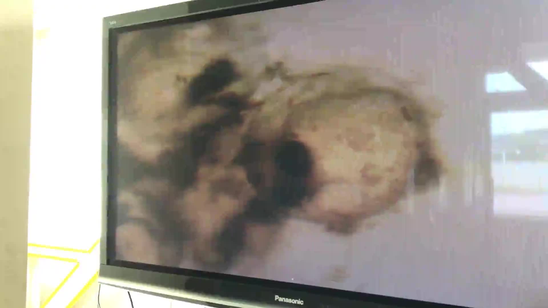 魚のたんじょう①