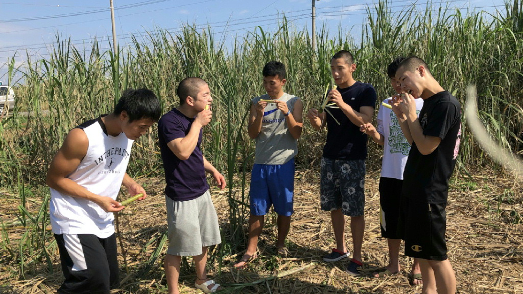 ２日目 民泊体験 サトウキビ狩り