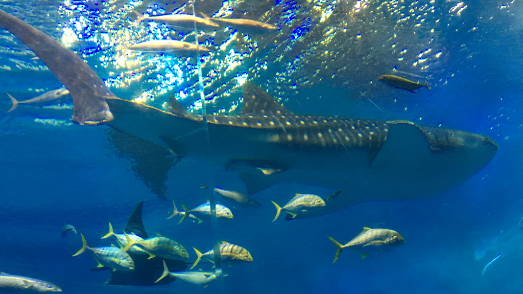 ３日目 美ら海水族館③
