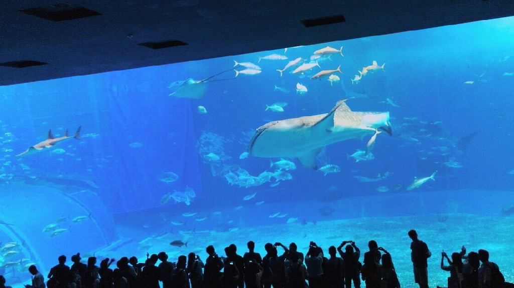 ３日目 美ら海水族館④