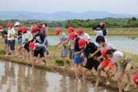 はじめは恐る恐る田んぼの中に