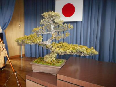 上田の上杉さんが貸してくださった松の盆栽は立派です