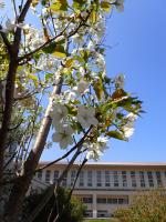 オオシマザクラ