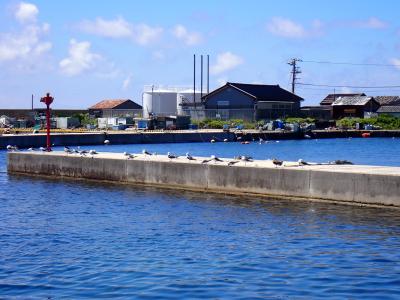 舳倉島港のウミネコ