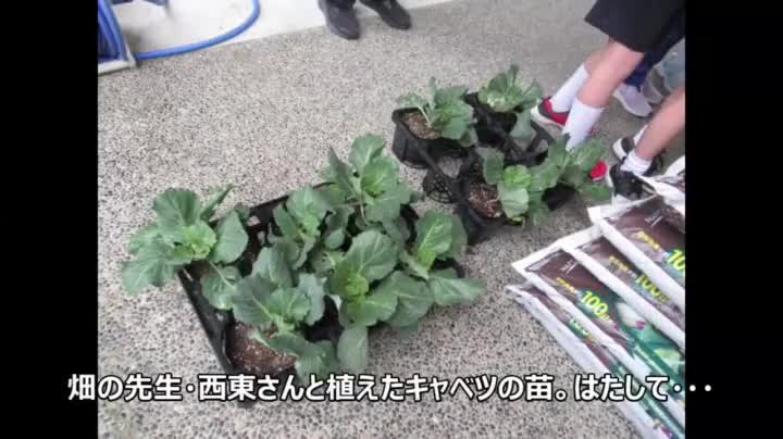 3年生　モンシロチョウの卵・幼虫の観察