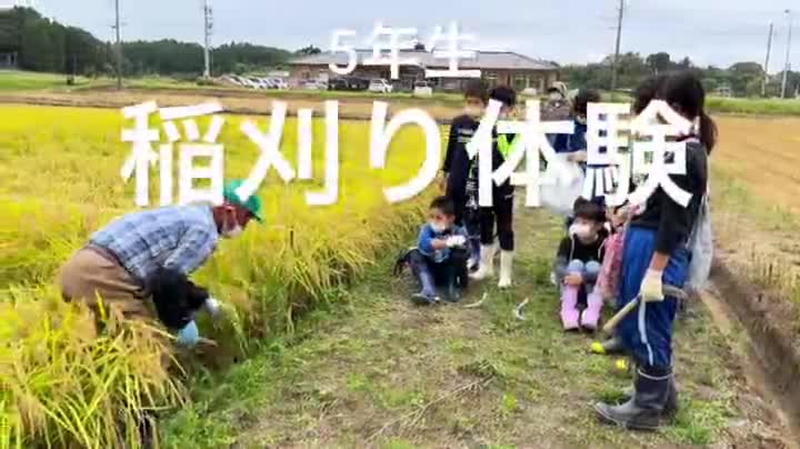 5年生　稲刈り体験