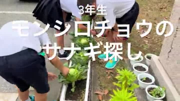 3年生　モンシロチョウのサナギ探し