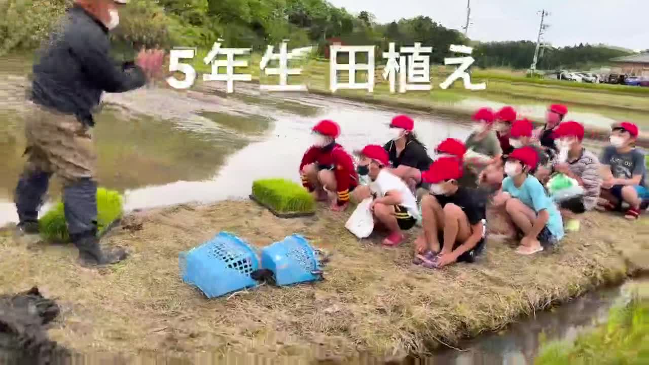 5年生「田植えの様子」