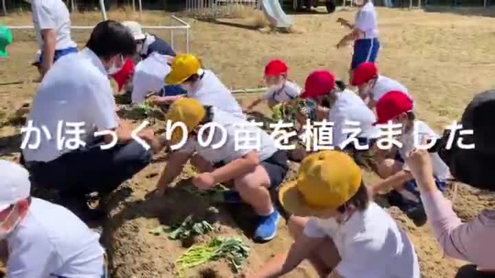 1・2年生＆そよかぜ・ひまわり学級　かほっくりの苗を植えました