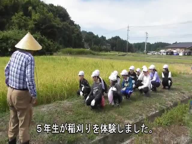 5年生　稲刈り体験