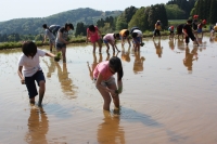 田植え