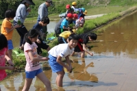 田植え