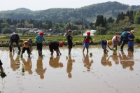 田植え