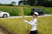 稲刈り