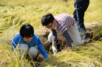 稲刈り