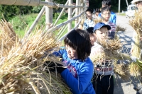 稲刈り