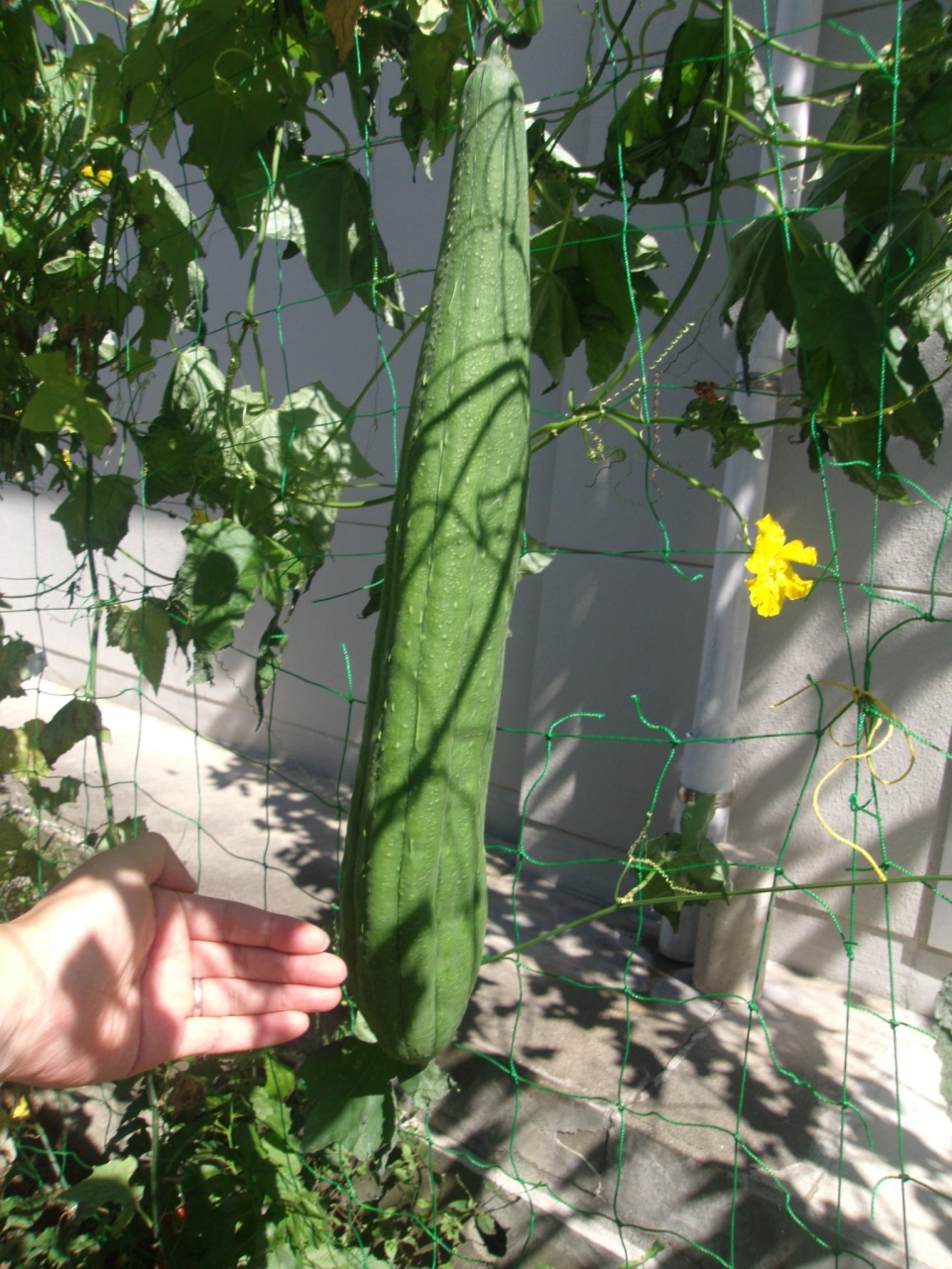 トップページ 輪島市立河井小学校