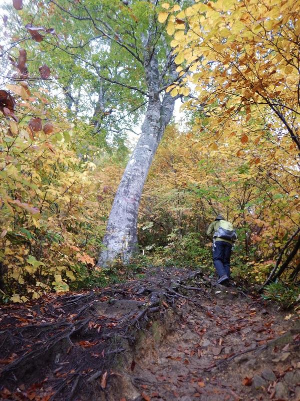 紅葉の中を上る（1300m付近）