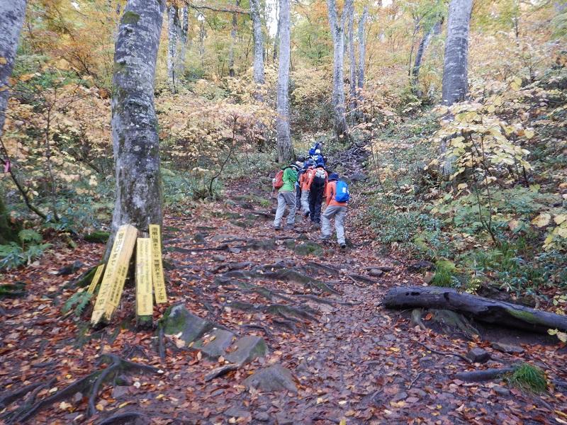 ブナ麟の中を登る