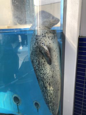 Ｂ隊２日目鳥羽水族館２