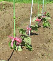 何の野菜かな④？