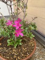 のとキリシマツツジ