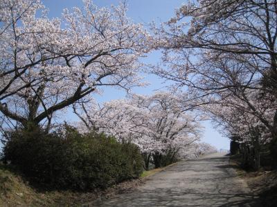 坂の下から見た桜並木