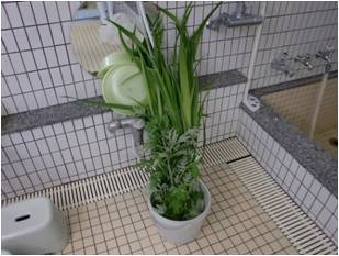 たくさんのしょうぶ。お風呂にいれますよ！