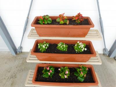 黄、白、赤のベゴニア