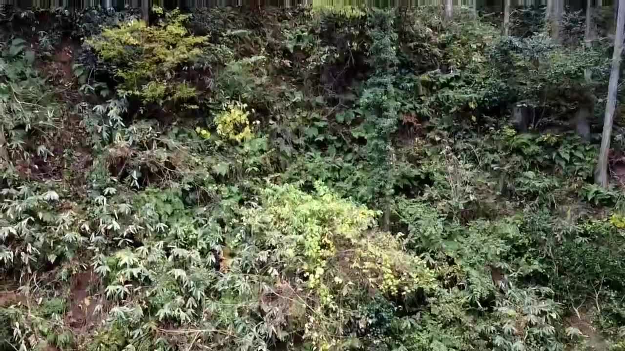 自慢の学校林、上空から見た映像