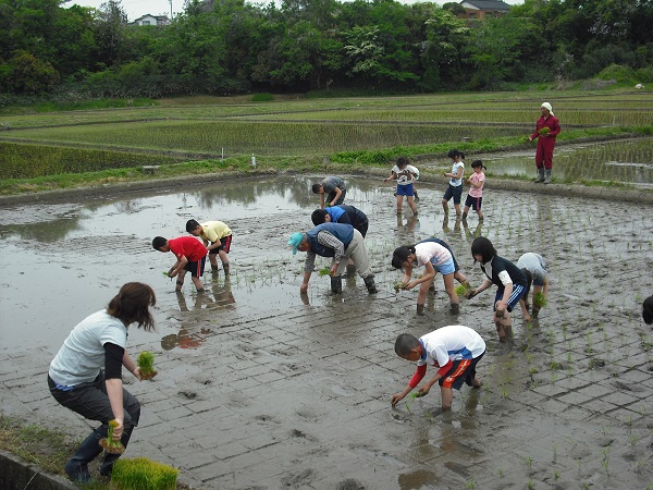 田植え3