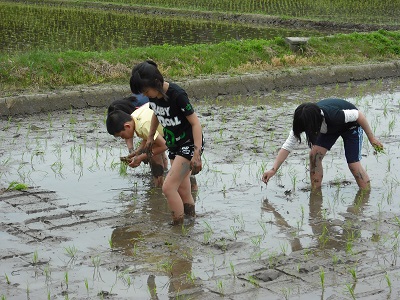 田植え4