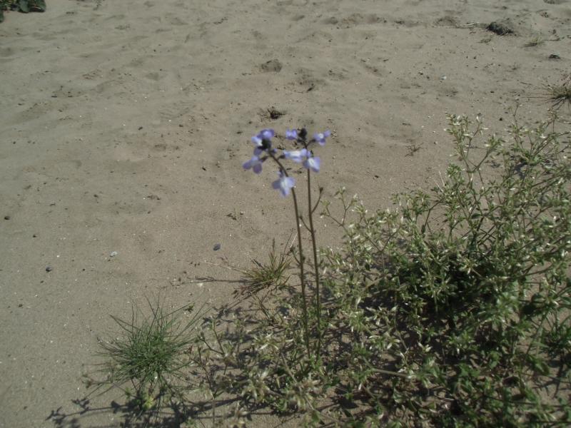 日々の様子から かほく市立外日角小学校