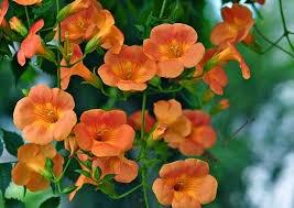 日々の様子から かほく市立外日角小学校