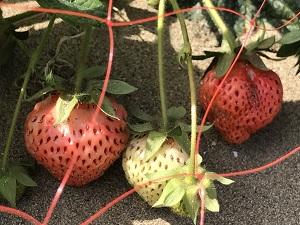 色が変わってきています！