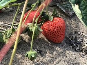 もう少しで食べれますね！