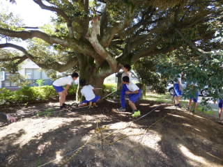 椎の木復活プロジェクト