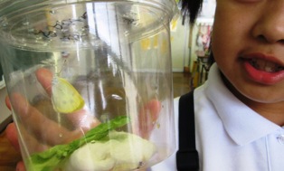 モンシロチョウ