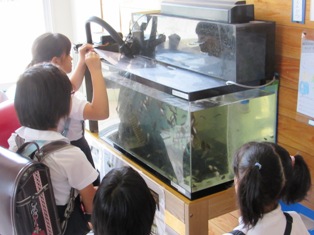 ヒラメのエサやり