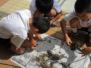 ヒマワリのタネ