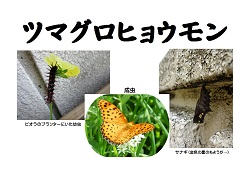 ツマグロヒョウモン