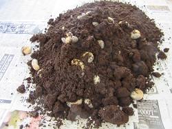 カブトムシの幼虫