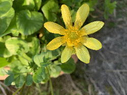 ヒメリュウキンカ