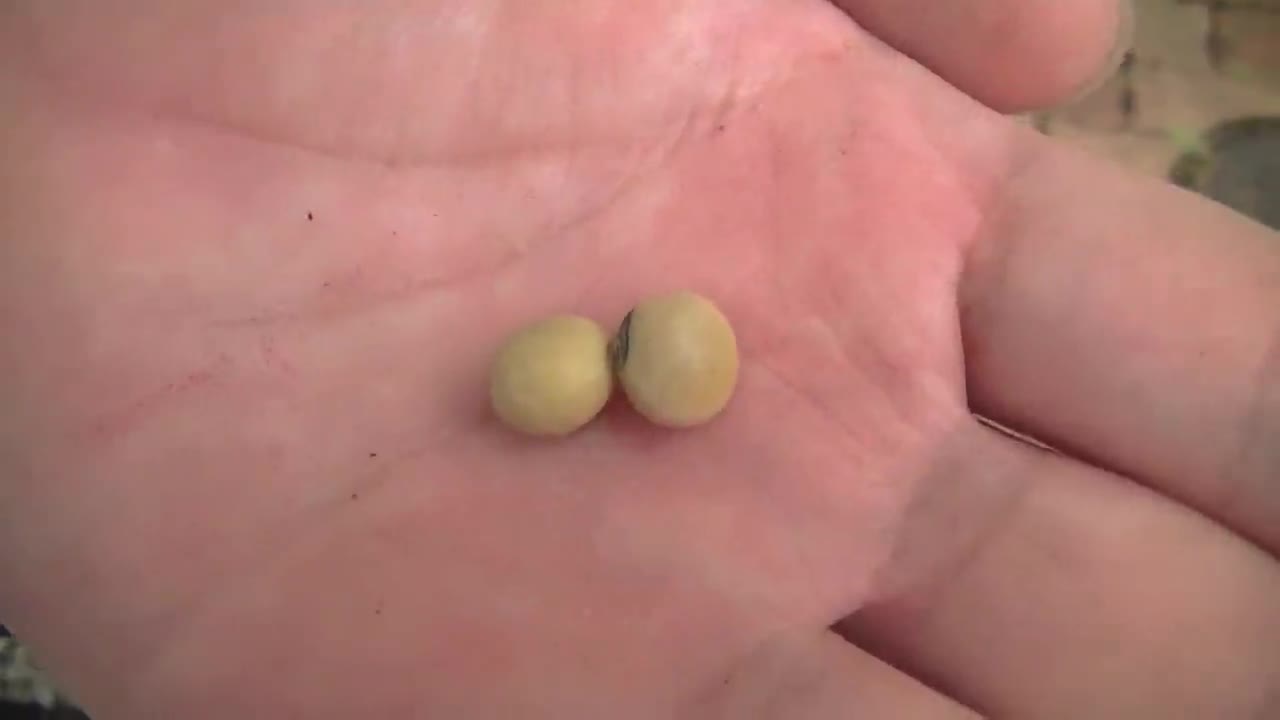 総合的な学習の時間『大豆はかせになろう～大豆を植える編～』