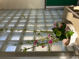 4月22日のお花は、石竹、黄金みずき、ポンポンマムです。奥行きと幅をとり空間を意識して活けました。今年度は1年生8人とALTのフロー先生が新たに入部しました。