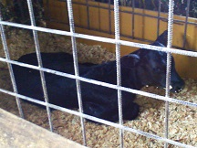 台風の夜生まれた子牛