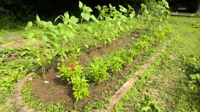 手前がホウセンカ、奥がひまわり